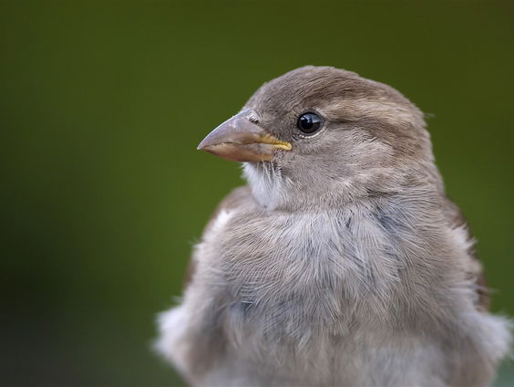 Vogelkenner Gerard weet raad over de huismus
