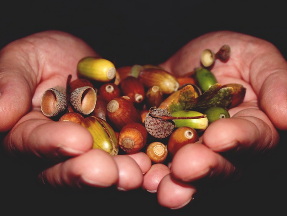 Waarom regent het eikels, beukennoten en kastanjes uit de bomen?