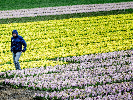 Toeristen vertrappen tulpenvelden: Ronald Zuurbier maakt het jaarlijks mee