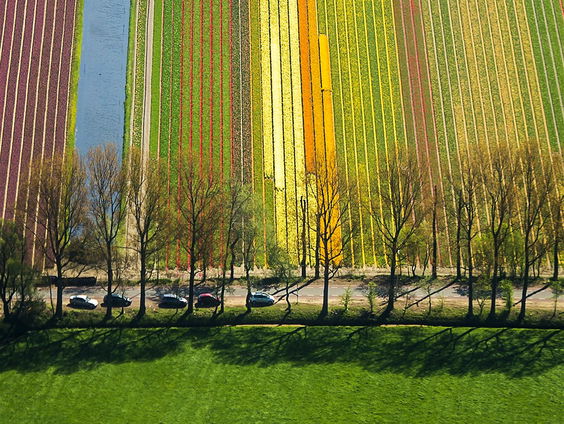 Roland was bollenraper in 1984