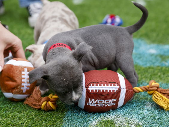 Huisdieren moeten mee vluchten bij huiselijk geweld