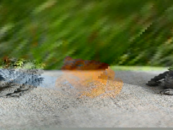 Alma en Anne-Rose helpen al jaren met de paddentrek