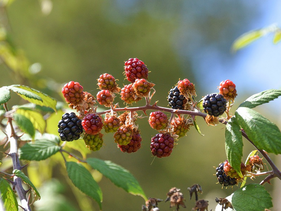Botanische tuin De Kruidhof in Buitenpost heeft de grootste collectie bramenstruiken van de wereld