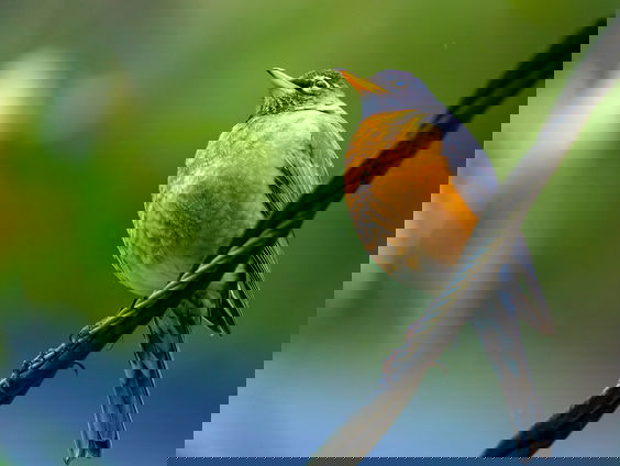 Met deze ezelsbruggetjes van Nico de Haan herken jij vogels aan hun gezang