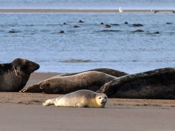 Zeehondenwachter Ad van den Berge let op de zeehondenpups