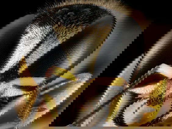 Dit weekend is er wespentelling, maar waar zijn wespen eigenlijk goed voor?!