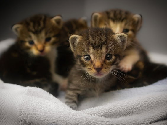 Jaarlijks worden 3400 kittens gedumpt!