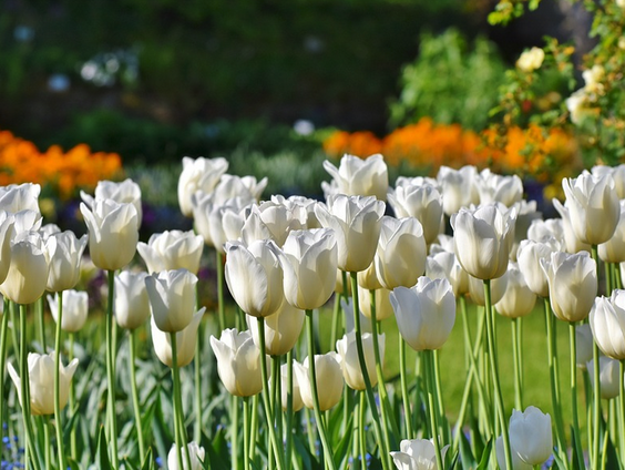 Het leven is als een tuin