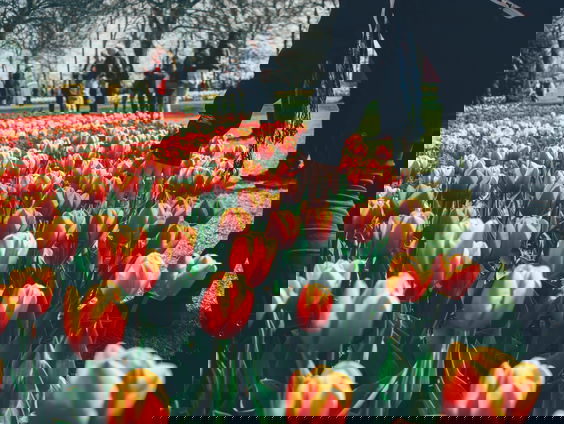 Bergen zoekt plek voor oranje tulpenhart