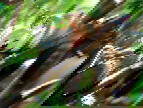 HZD: Wat dromen dieren?