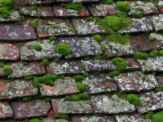 Groene aanslag op de tegels? Probeer dit!