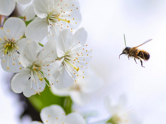 Help de bij en haal gratis inheems bloemzaad