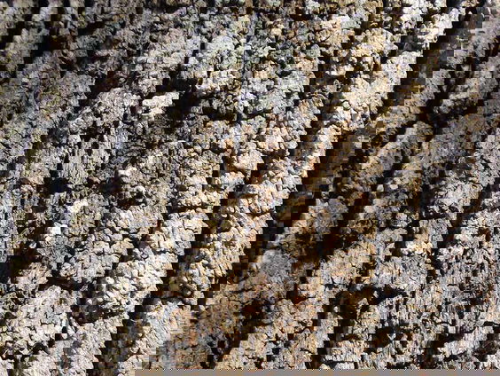 Spieker-iek moet Drenthe naar de stembus lokken