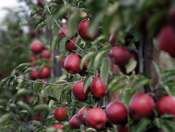 Hoe maak je veel eten, zonder bestrijdingsmiddelen?
