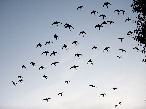 Roodbuikbuulbuul en boomwurger op lijst van verboden exoten