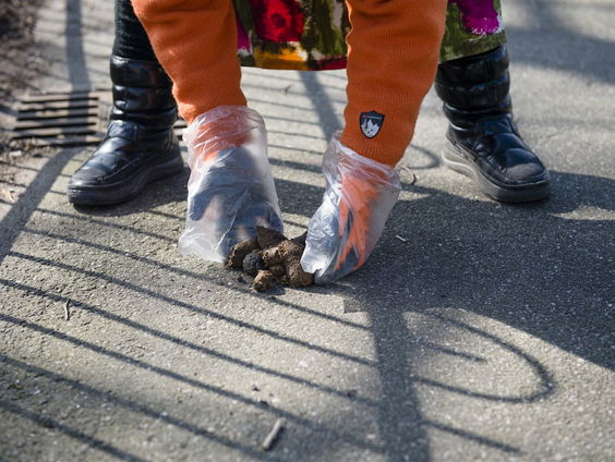 Welke drol is van welke hond?