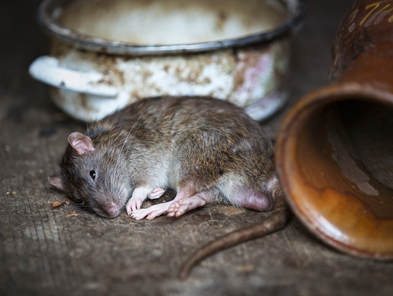 Openluchtmuseum Het Hoogeland zoekt een rat