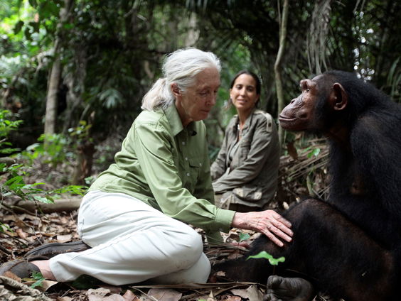 Tentoonstelling en film over Jane Goodall te zien in Museon Omniversum