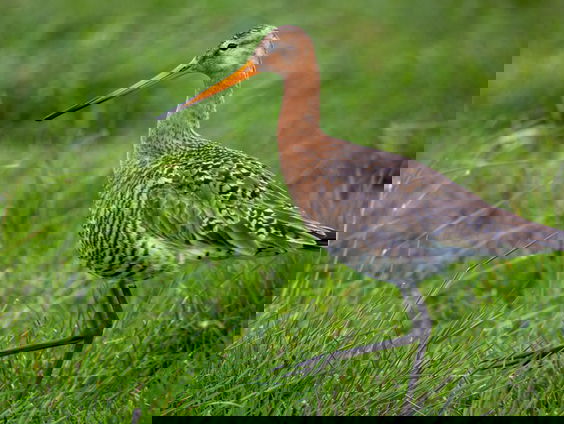 Filmmaker Ruben Smit over de natuurdocumentaire 'Grutto'