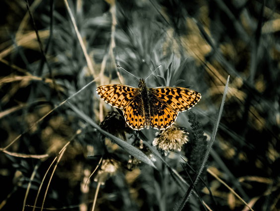 Warme winters zijn slecht voor de insect
