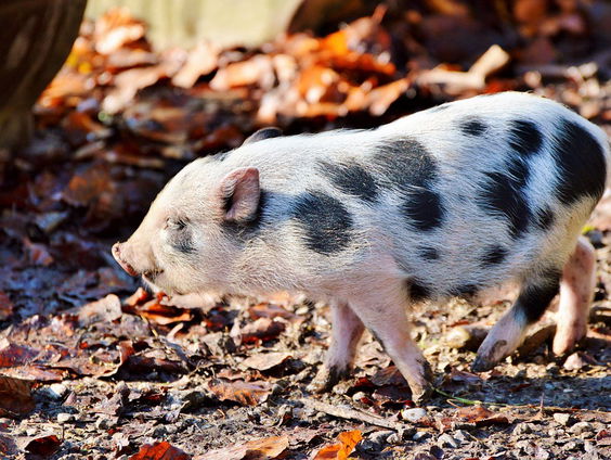 Worden de Kuinderse zwijntjes eindelijk gevangen?