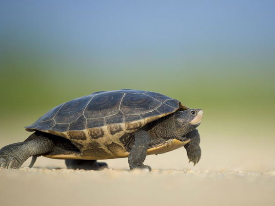 Wat voert 'ie in z'n schild?