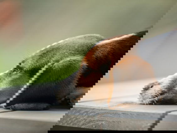 80 baasjes gezocht voor laboratoria Beagles