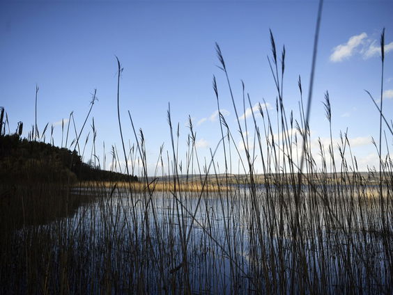 Het gaat weer wat beter met de grote karekiet