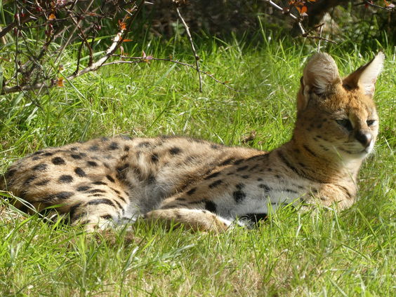 De serval uit Limburg is terecht! Maar hoe zit het eigenlijk met de regels voor het houden van exoten?