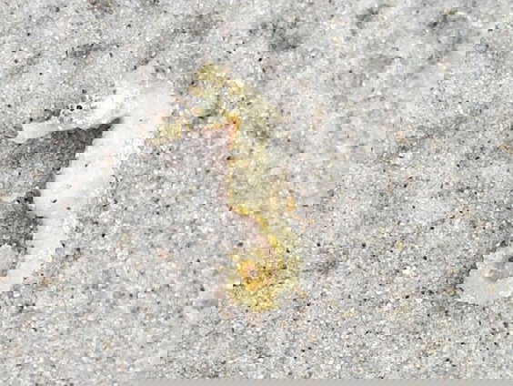 Zeepaardjes spoelen aan op Nederlandse stranden