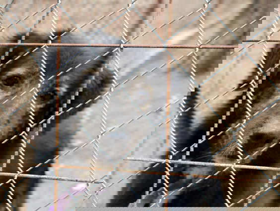 House of Animals gaat naar Oekraïne om dieren te helpen