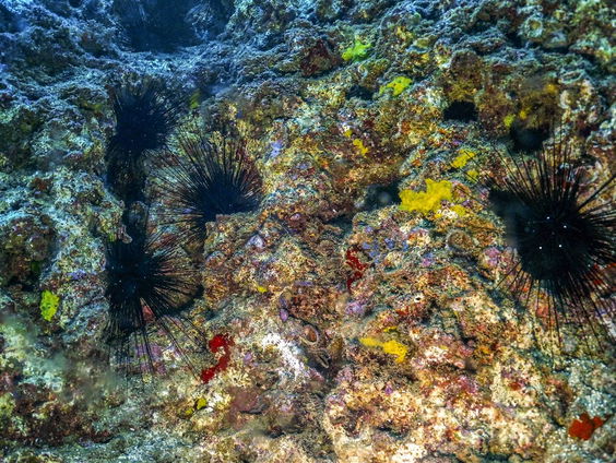 Geluid van een gezond, florerend rif kan beschadigde koralen helpen herstellen.