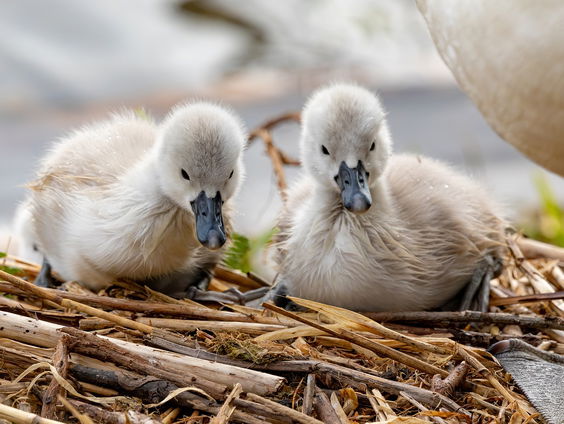 Rust gevraagd voor de kraamkamer van dieren: de natuur