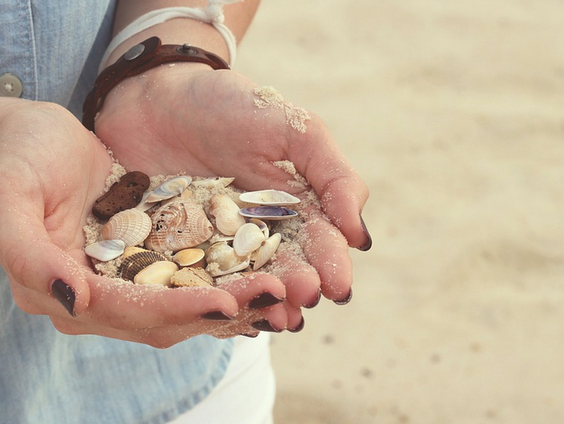 Schelpen tellen langs de Nederlandse kust