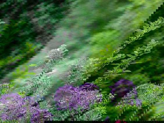 Annelies van Oers is Plantfluencer in Driebergen