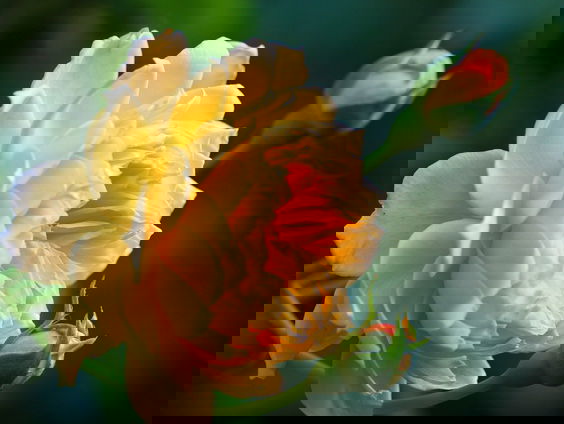 Bloeien als een roos