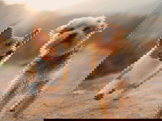 Lijken honden op hun baasjes? Jeannette fotografeert 85 baasjes met hun hond