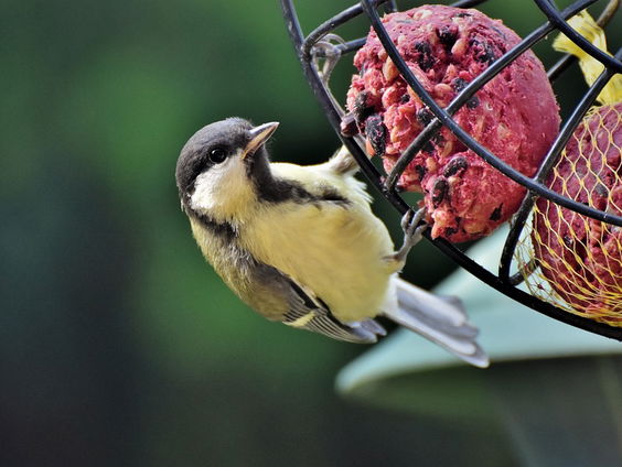 Tel mee met de Nationale Tuinvogeltelling