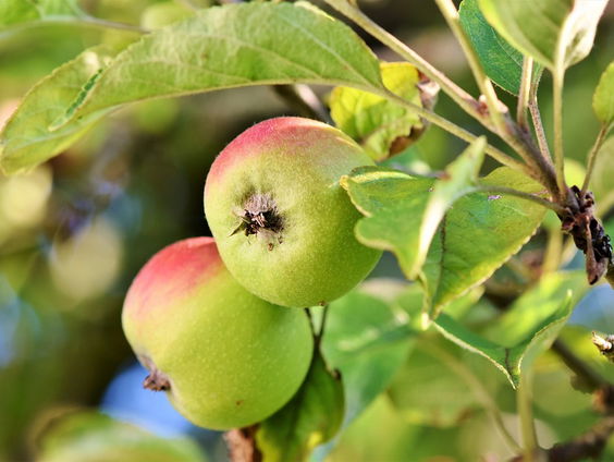 Hennie Rossel speurt naar vergeten fruitboomrassen