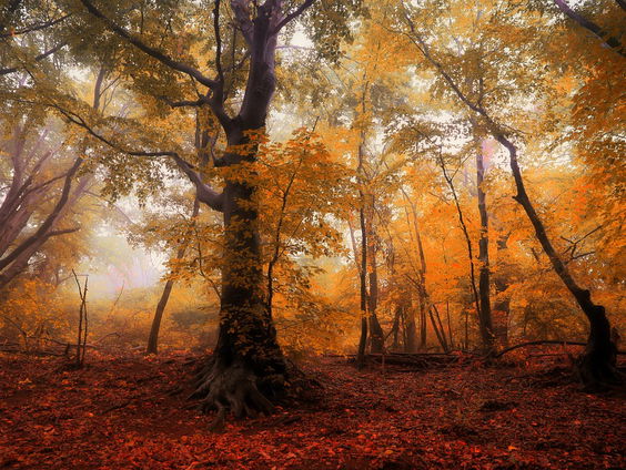 Vrienden zijn als bomen