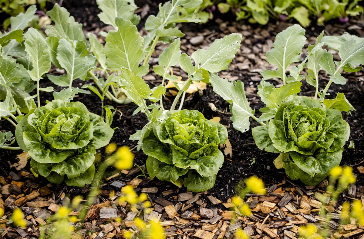 De Groene Tuin Floor Korte main image 1