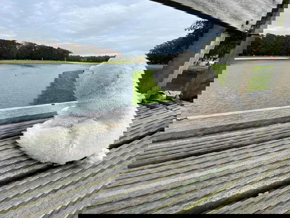 Meneer Mark op zoek naar eigenaar Beer