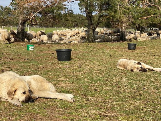 Spaanse waakhonden beschermen Veluwse schaapskudde tegen hongerige wolf