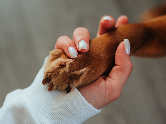 Antoinette zet honden in bij een uitvaart