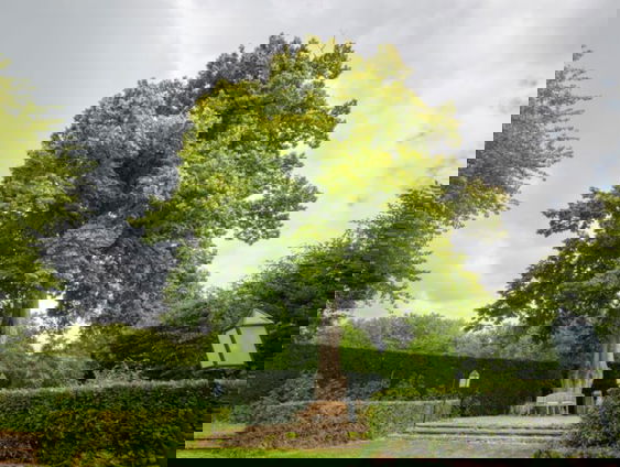 Maarten doet mee aan de Europese verkiezing voor de Boom van het Jaar!