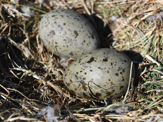 Beleef de Lente is weer van start gegaan!! Wij gluren mee in de nesten...