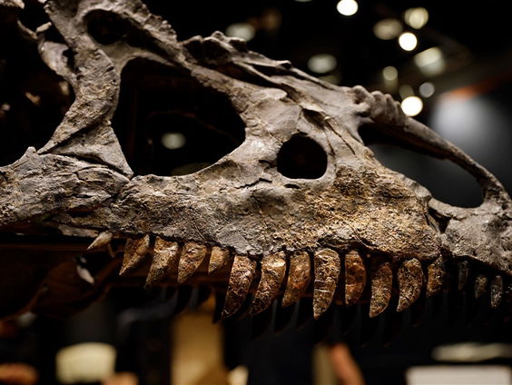 De T-rex is misschien geen echte T-Rex! Paniek!