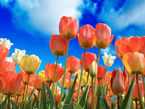 Wat hebben de tulp en de onderbroek met elkaar?