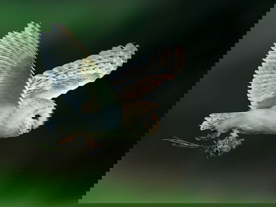 De kerkuil is terug van weggeweest!