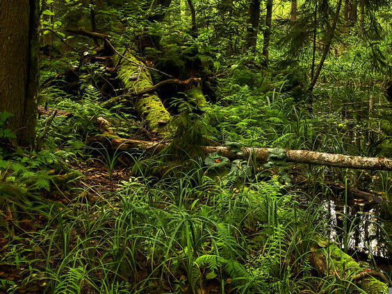 Baanbrekend buiten de gebaande paden